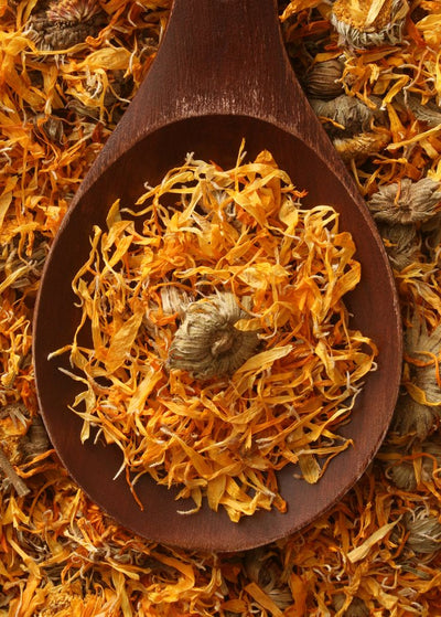 Calendula-infused oil - traditional healing botanical